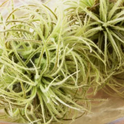 Z Gallerie Faux Airplant Sphere><noscript><img width=