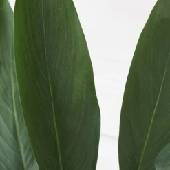 Z Gallerie Faux Potted Water Canna><noscript><img width=
